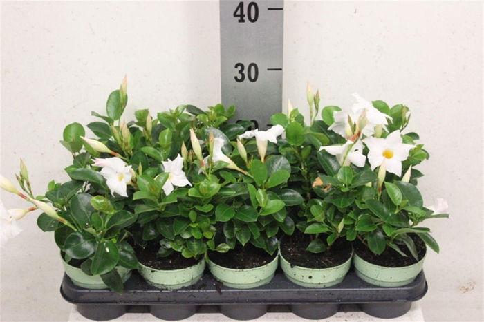 <h4>Mandevilla Sundaville White</h4>