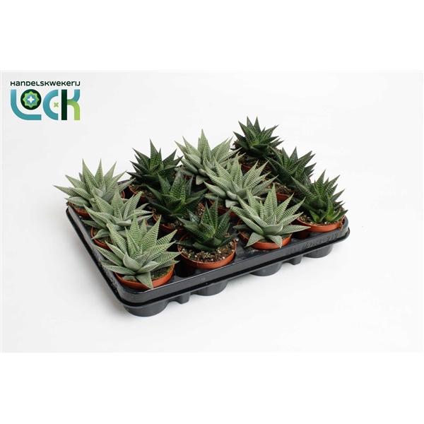 <h4>Haworthia overig</h4>