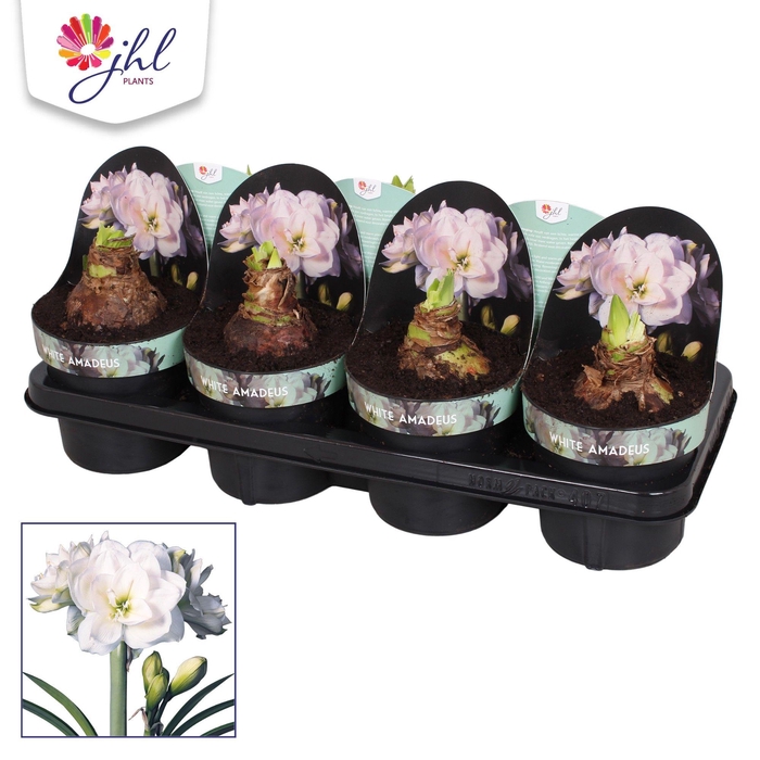 <h4>Amaryllis White Amadeus</h4>