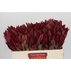 Leucadendron Jester