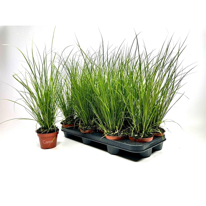 <h4>CARE CG PHOENIX GR</h4>