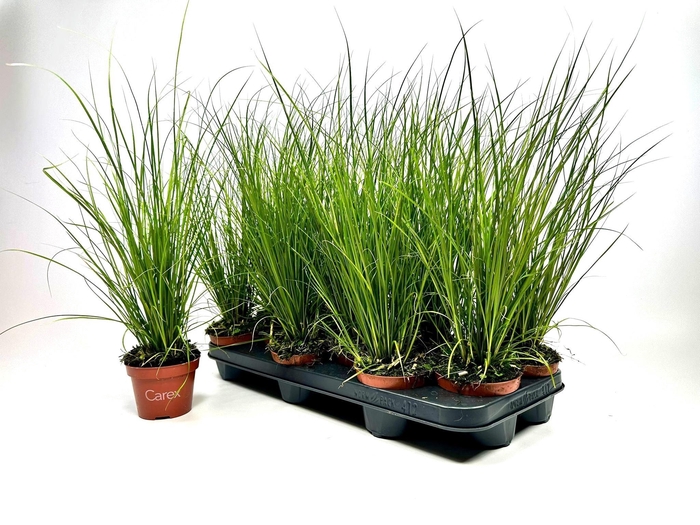 <h4>CARE CG PHOENIX GR</h4>