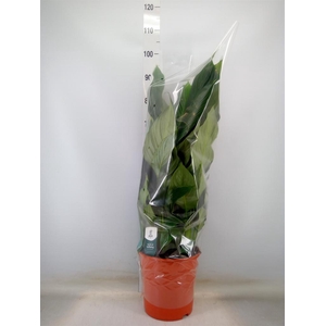 Spathiphyllum  'Sweet Silvana'