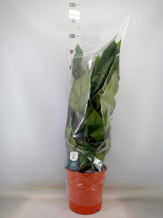 <h4>Spathiphyllum  'Sweet Silvana'</h4>