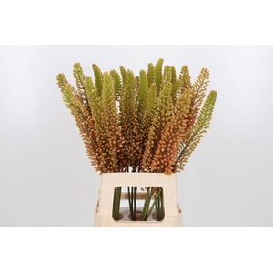 Eremurus Emmy Ro