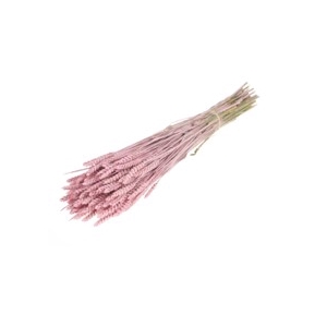 .Triticum pink misty