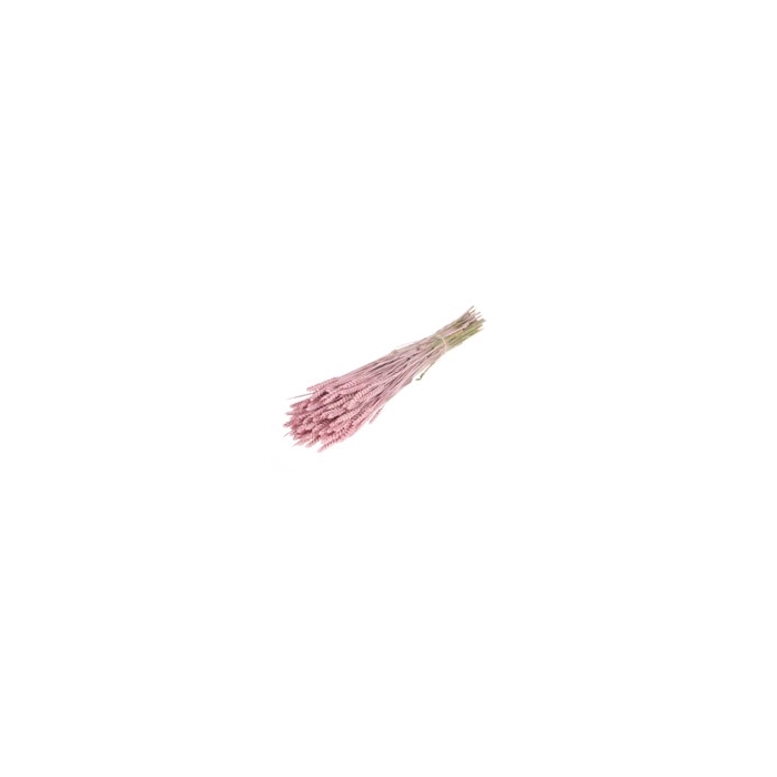 <h4>.Triticum pink misty</h4>