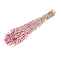 <h4>.Triticum pink misty</h4>