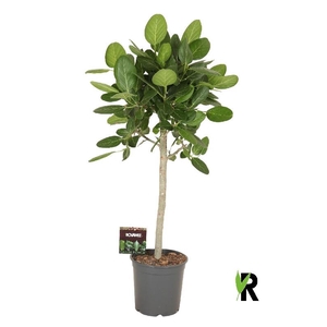 Ficus Ov Benghal Audre stam