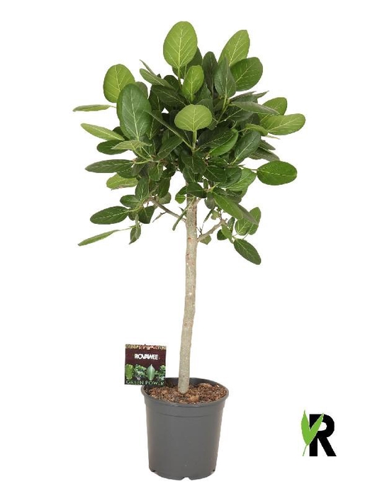 <h4>Ficus Ov Benghal Audre stam</h4>