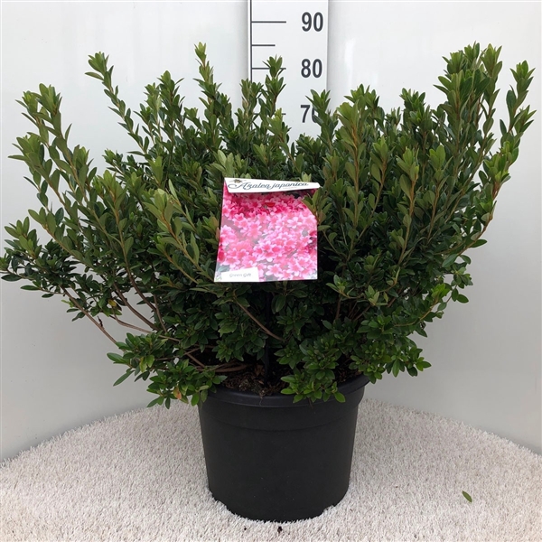 <h4>Rhodo. (AJ) 'Silvester' pink</h4>