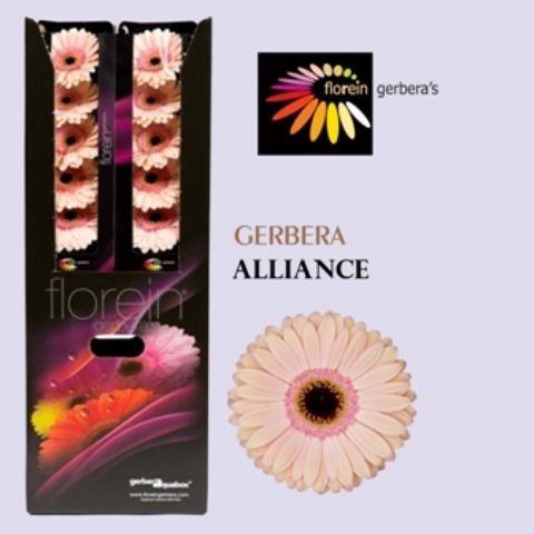 <h4>Gerbera aquabox alliance</h4>