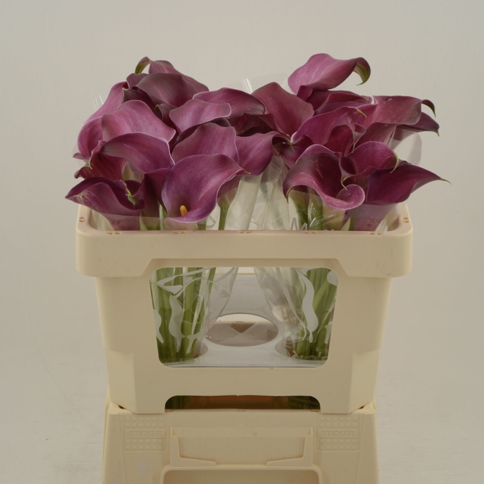 <h4>Calla Bordeaux</h4>