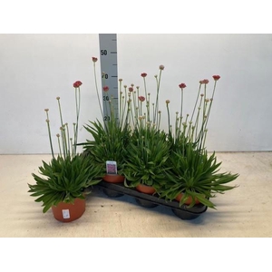 ARME PS BALLERIN RED