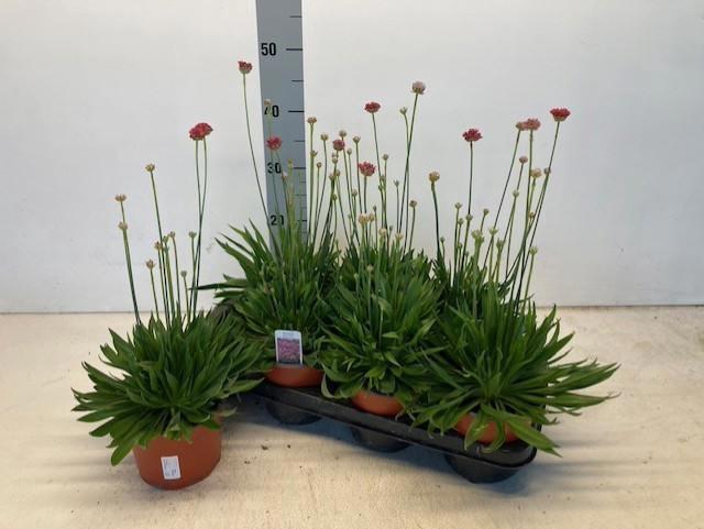 <h4>ARME PS BALLERIN RED</h4>