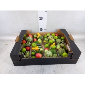 Cucumis  'Decumis'   .../stuk