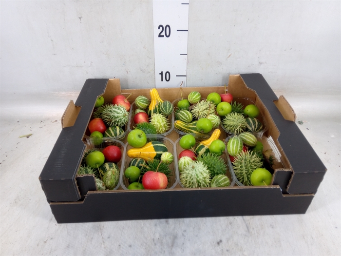 <h4>Cucumis  'Decumis'   .../stuk</h4>