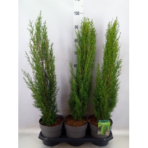 Cupressus sempervirens 'Totem'