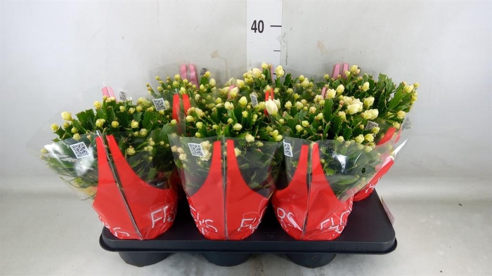 <h4>Schlumbergera ...</h4>