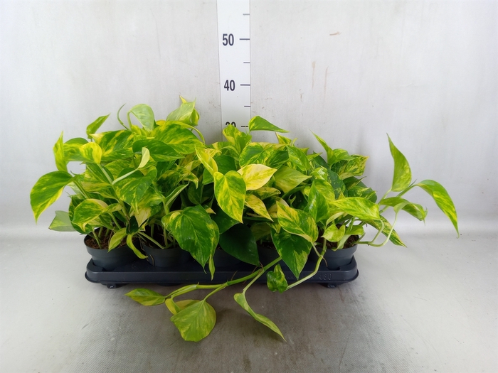 <h4>Epipremnum pinn. 'Hicolor'</h4>