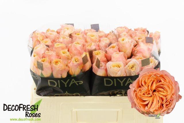 <h4>R Gr Imagine+</h4>