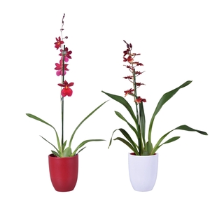 Orchideeën Gemengd 1 Tak Keramiek Rood & Wit