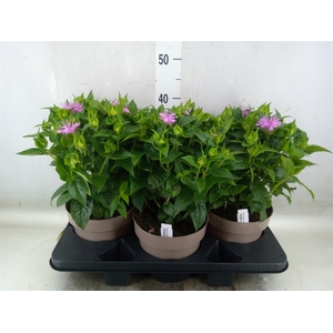 Monarda  'Balmy Purple'