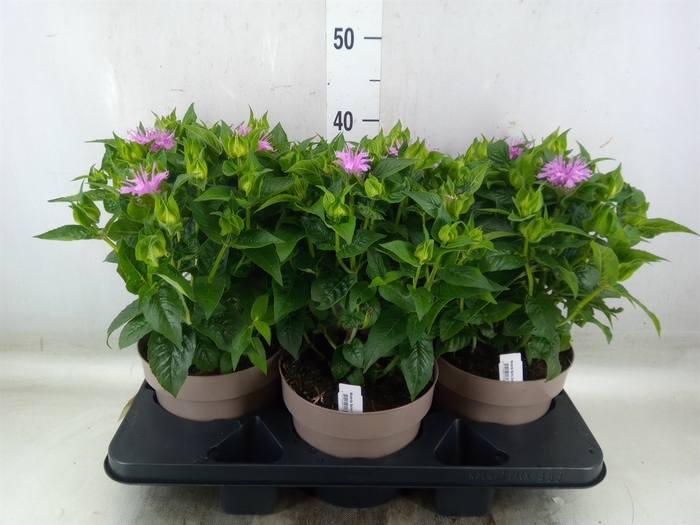 <h4>Monarda  'Balmy Purple'</h4>
