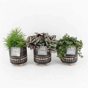 Pure Green mix in Maya pot soorten : Rhipsalis, Tradescantia, Sedum