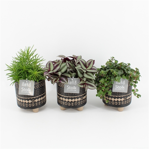 <h4>Pure Green mix in Maya pot soorten : Rhipsalis, Tradescantia, Sedum</h4>