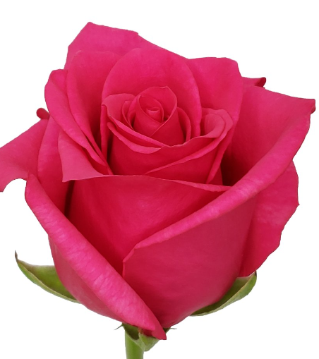 R Gr Hot Explorer Hot Pink 60cm EC