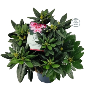 Rhododendron hybr. 'Cosmopolitan' C7.5 50-60
