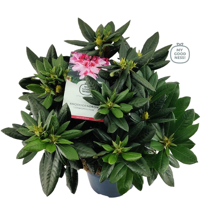 <h4>Rhododendron hybr. 'Cosmopolitan' C7.5 50-60</h4>