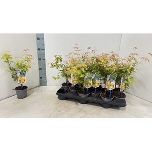 ACER PA SANGOKAKU