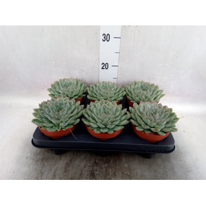 Echeveria pulidonis