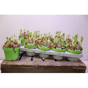 arr8 Narc D Bridal Crown