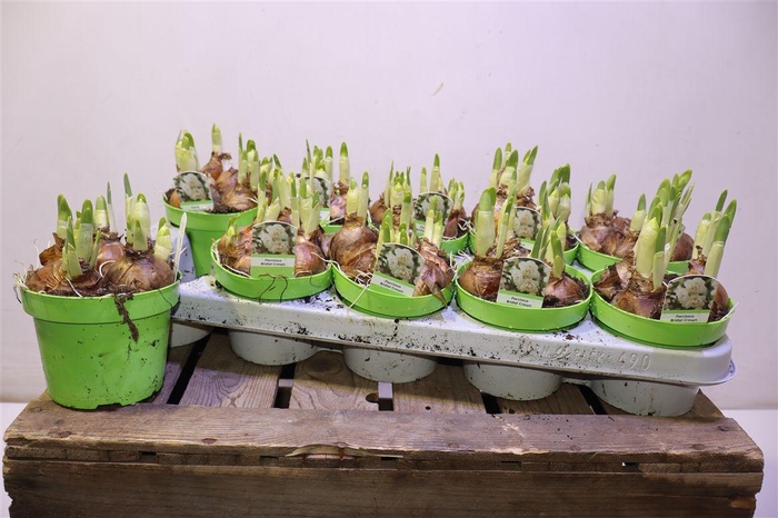 <h4>arr8 Narc D Bridal Crown</h4>