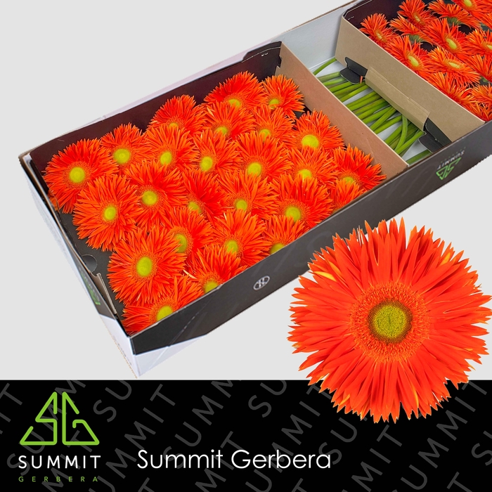 <h4>GE GS YARI+</h4>