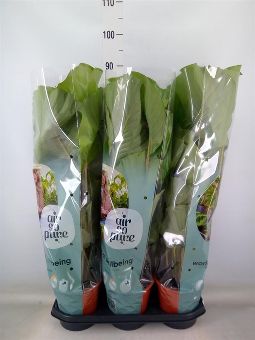 <h4>Calathea orbifolia</h4>