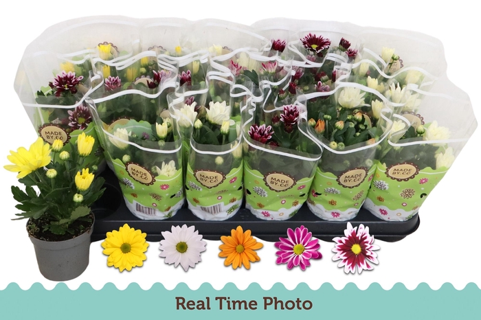 <h4>CHRYS GEM 5 KL</h4>