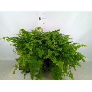 Adiantum raddi. 'Fritz-Luthi'