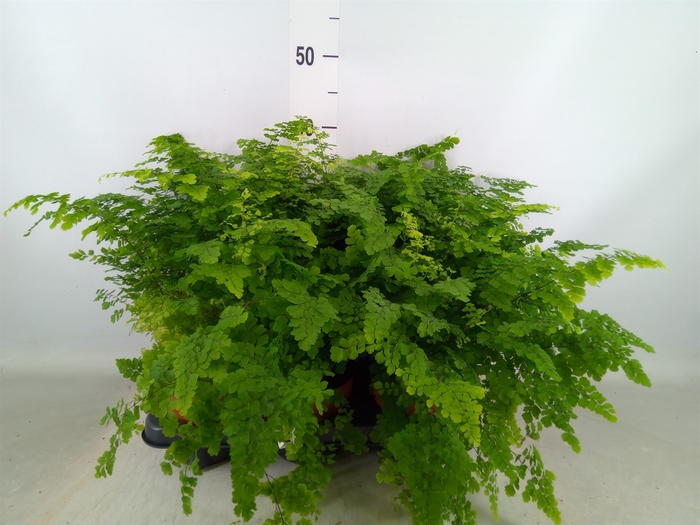 <h4>Adiantum raddi. 'Fritz-Luthi'</h4>