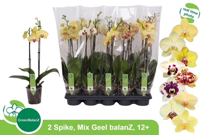 <h4>PHAL OV GEEL</h4>