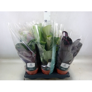 Calathea roseopicta   ...mix