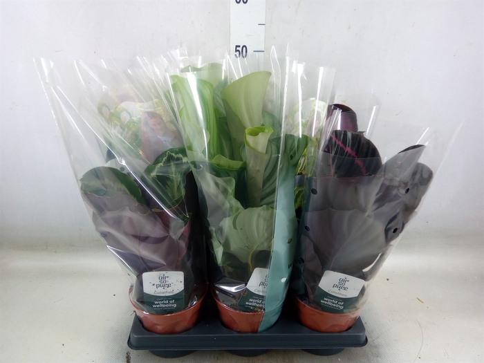 <h4>Calathea roseopicta   ...mix</h4>