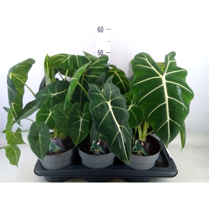 Alocasia   ...
