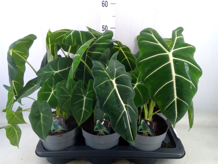 <h4>Alocasia   ...</h4>