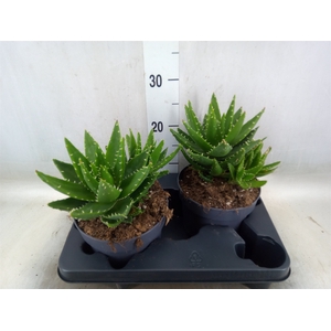 Aloe perfoliata