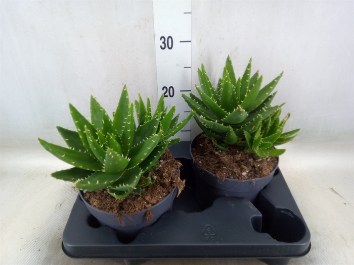 <h4>Aloe perfoliata</h4>