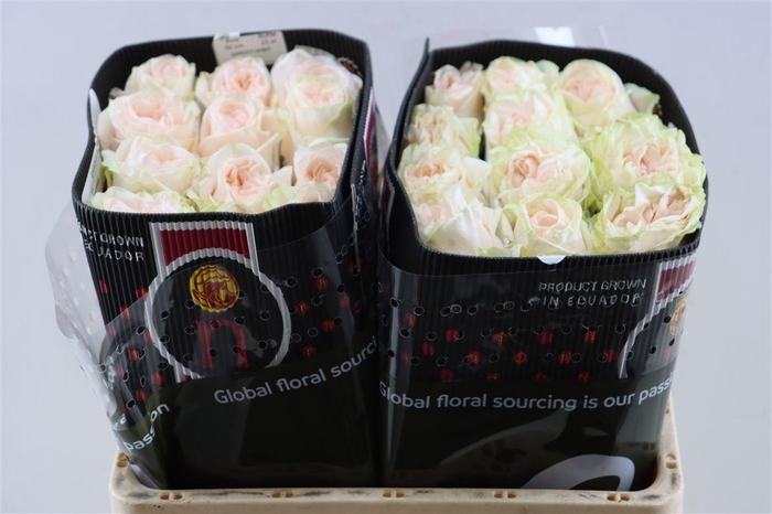 <h4>R Gr Garden Spirit</h4>